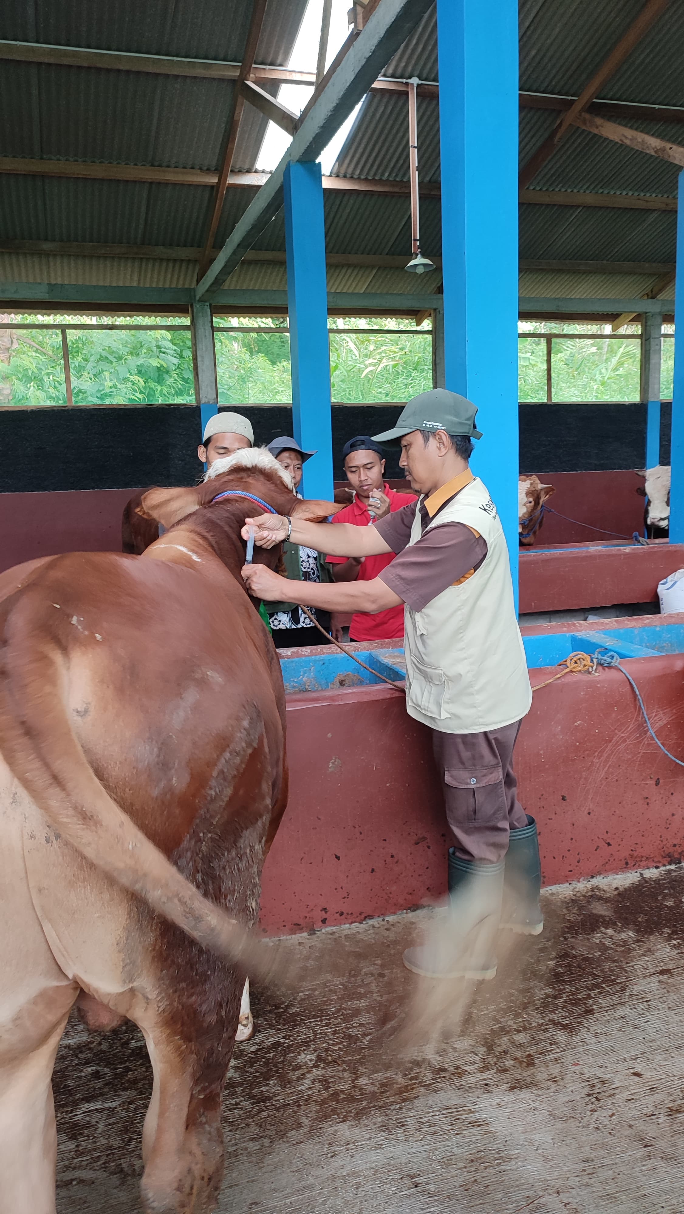 Premium Cattle Handling